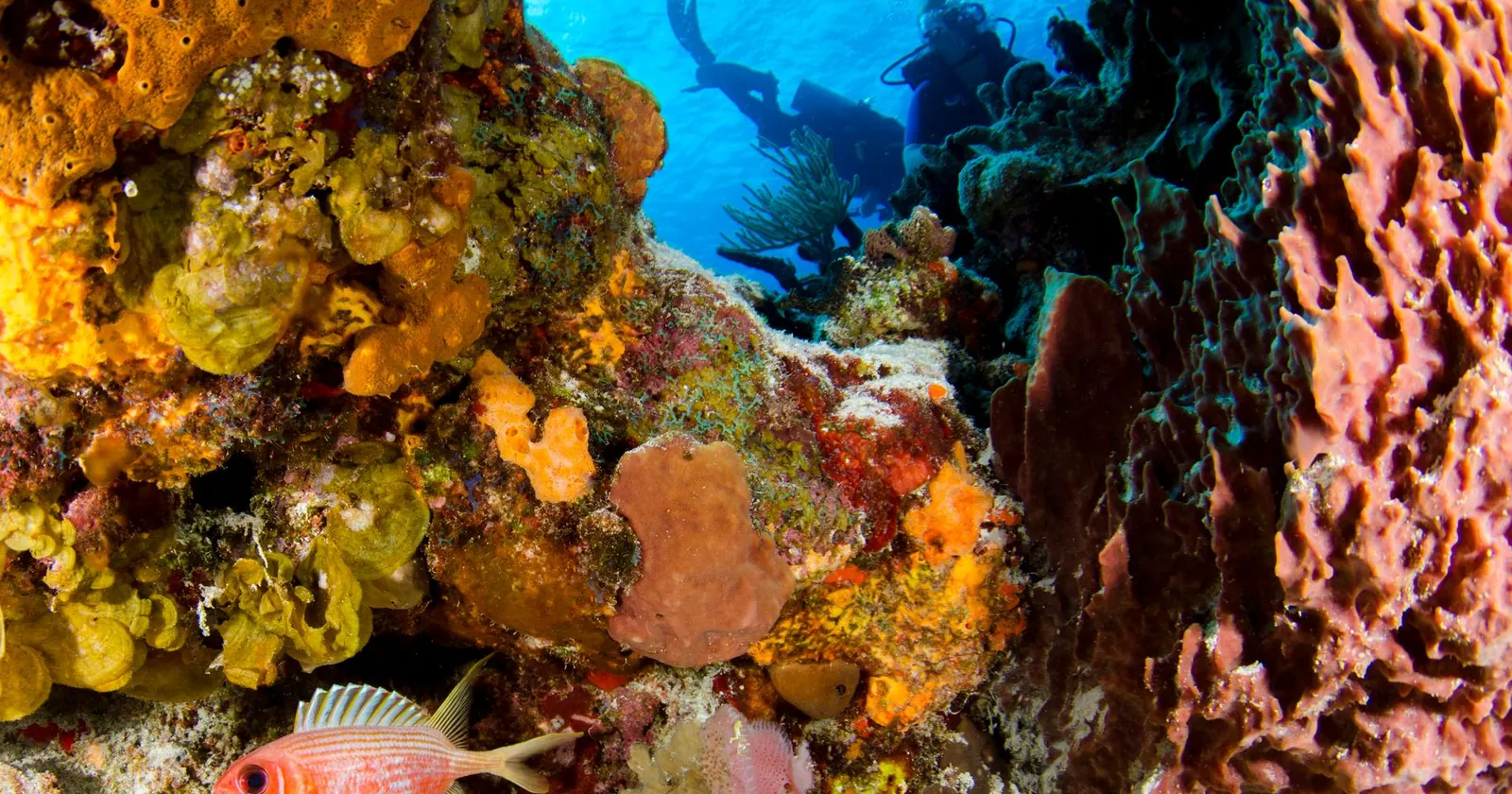 Scuba diving over a reef in Amed, Bali